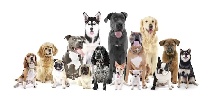 chiens_preferes_des_francais_2017