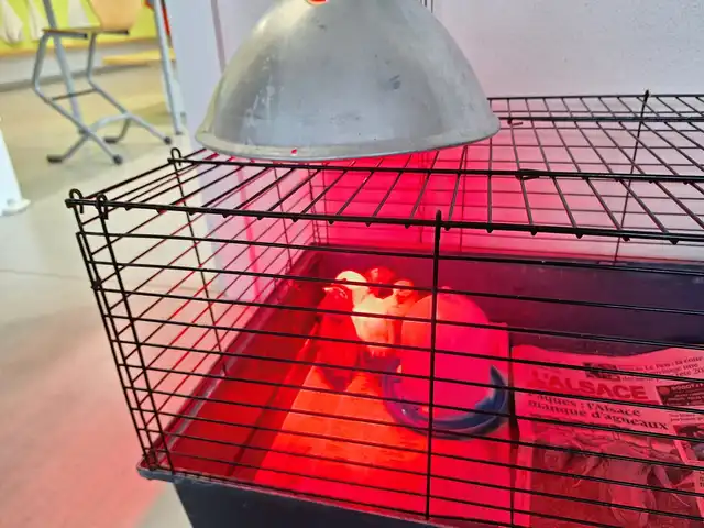 Des pensionnaires à plumes et une naissance chez les p'tits potes!