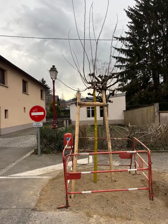 Plantation des arbres 24 février