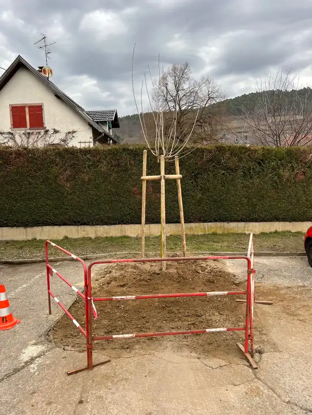 Plantation des arbres 24 février