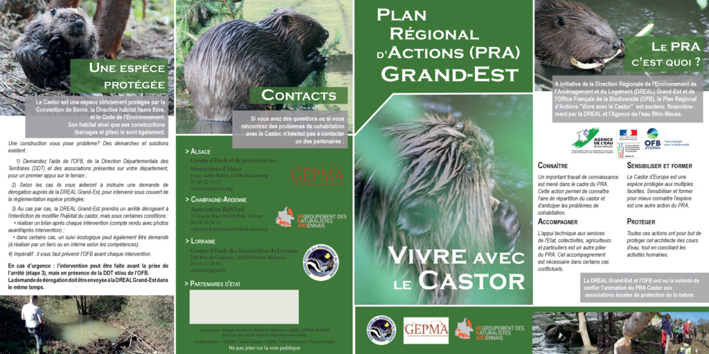Gepma-Castor d'Eurasie